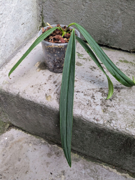Anthurium sp indantza - A