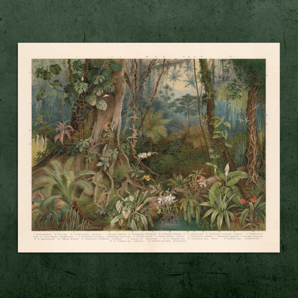Botanical vintage print „RAINFOREST FAUNA“