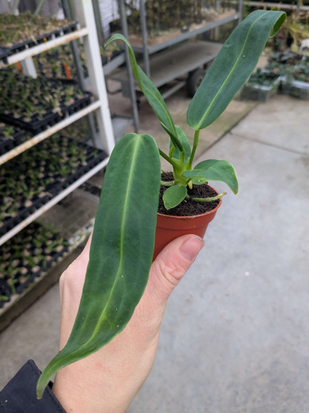 Anthurium warocqueanum - Babyplant