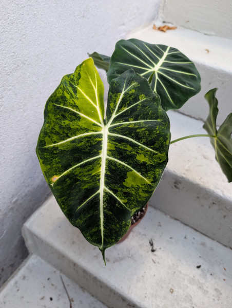 Alocasia Frydek aurea variegata