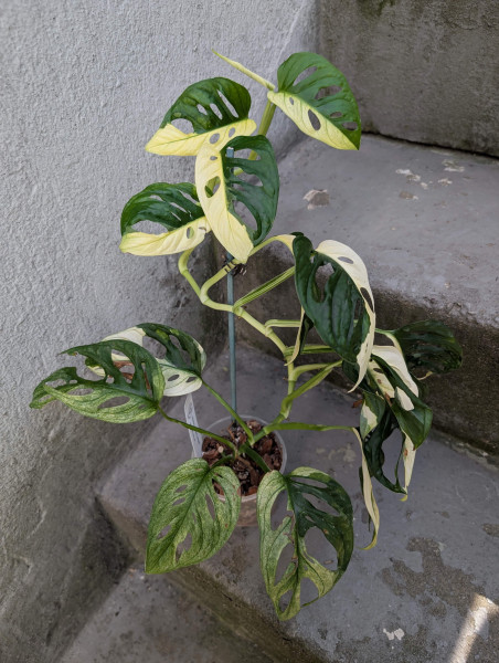 Monstera adansonii variegata - A
