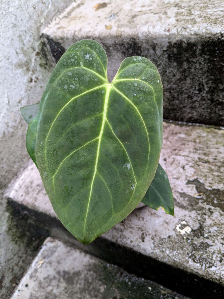 Anthurium Goliath / Darkest Panama x Indo dressleri - B