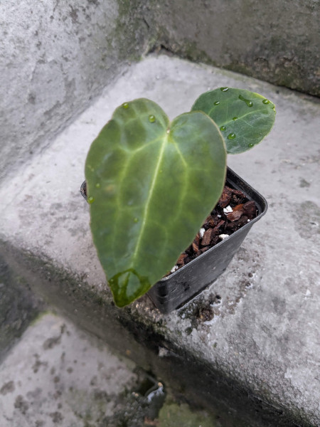 Anthurium DocBlock Michelle x forgetii or papillilaminum X1 - selected Seedling D