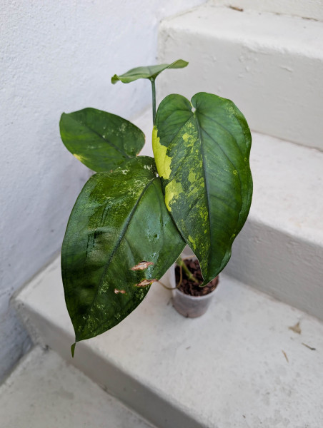 Syngonium chiapense variegata - A