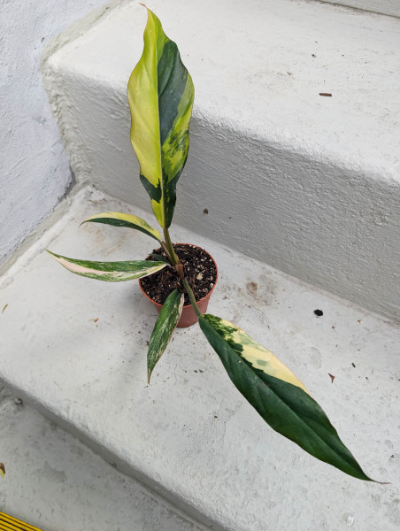 Philodendron Caramel Marble - F