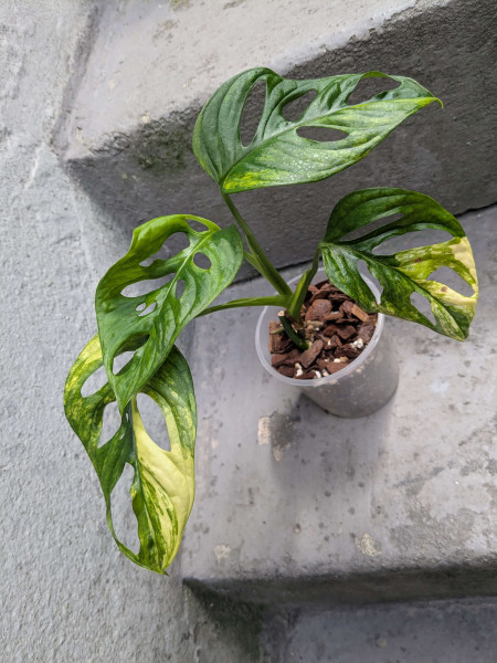 Monstera adansonii aurea variegata small - A