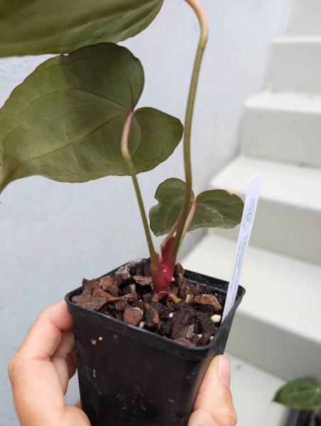 Anthurium Black Sweet self x Red Spider - selected plant E