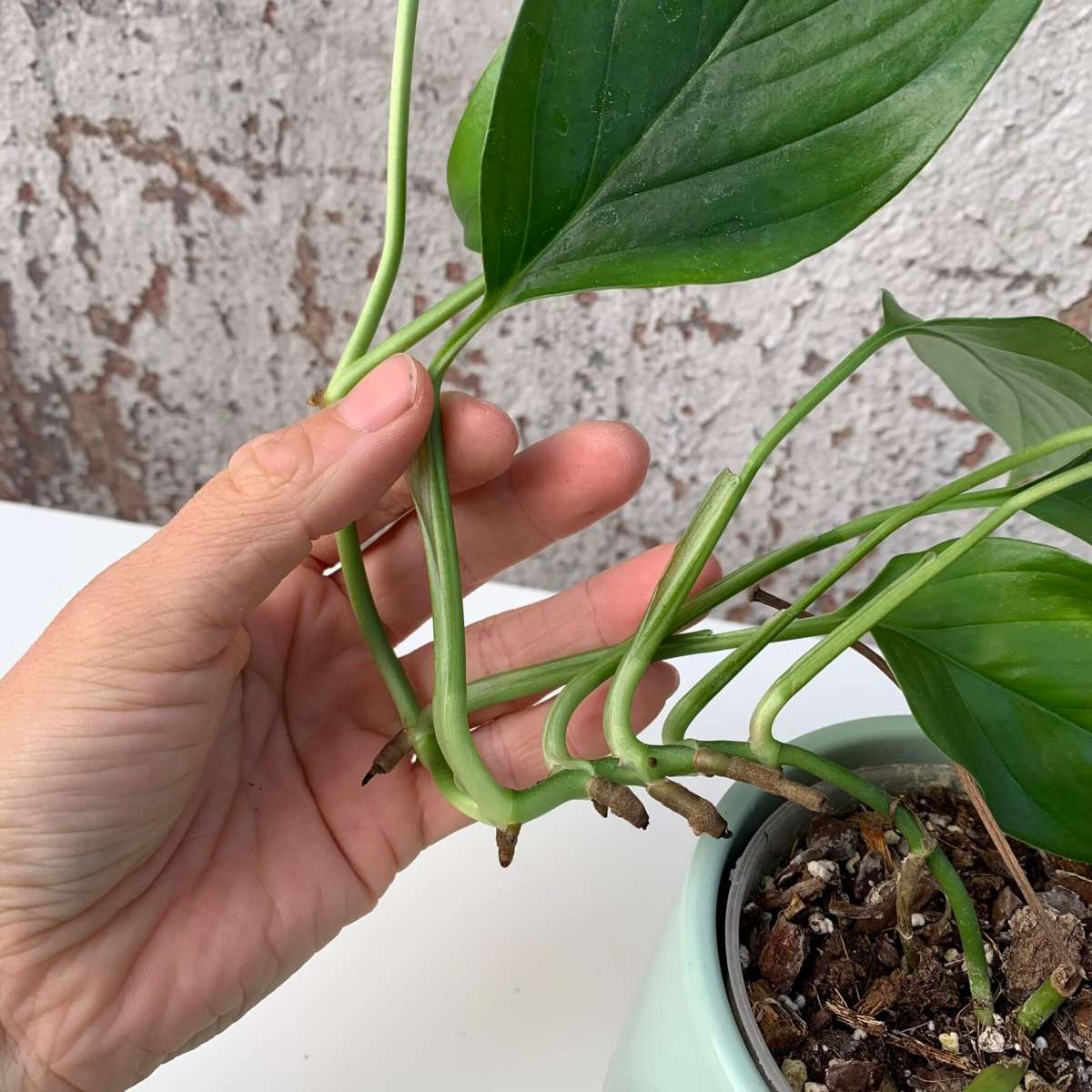 baby birkin philodendron Birkin Philodendron 6 inch