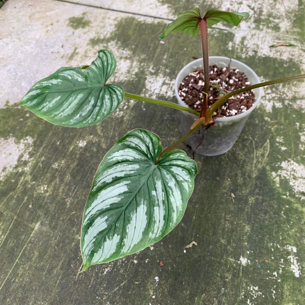Philodendron mamei silver - small