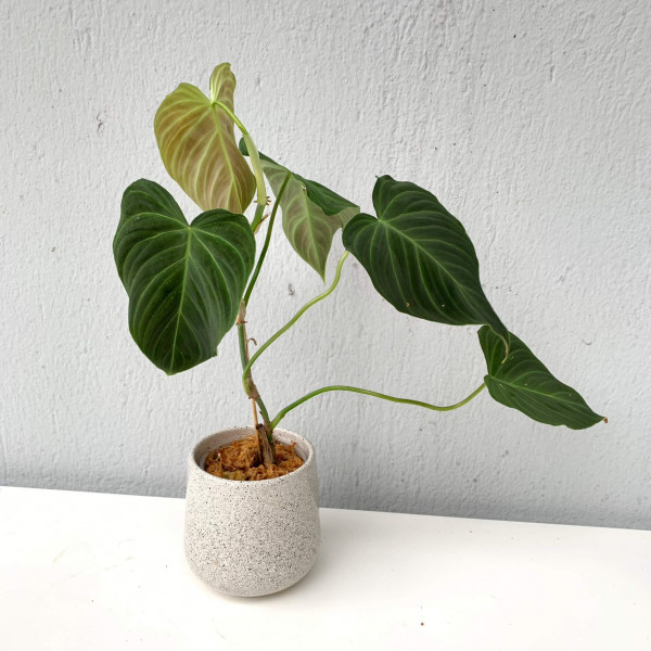 Philodendron Splendid (verrucosum x melanochrysum) - small