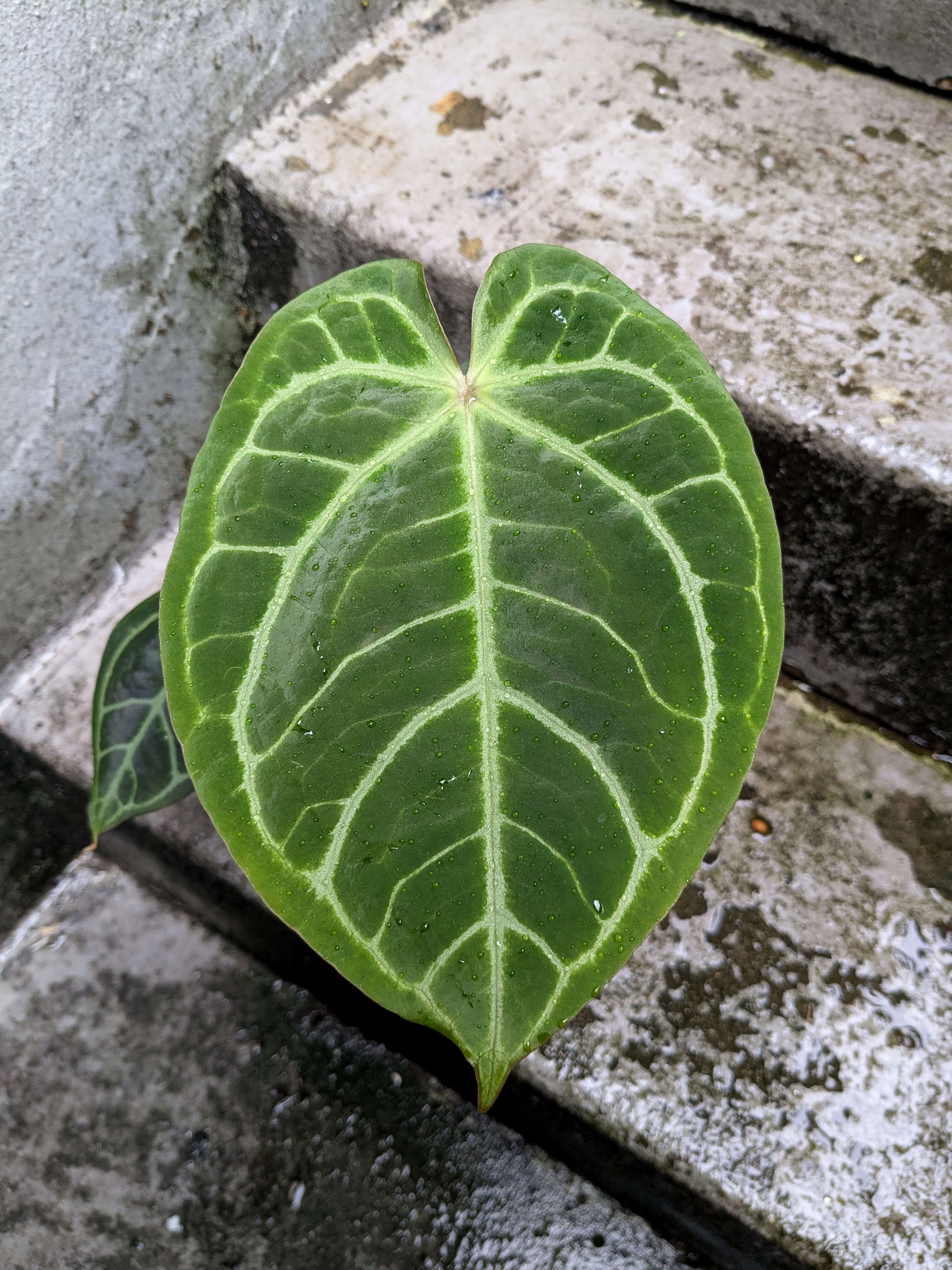 Anthurium Red Gunsal | Anthurium | Plants | We Love Aroids