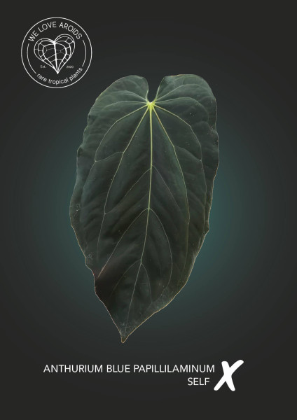 Anthurium blue papillilaminum self