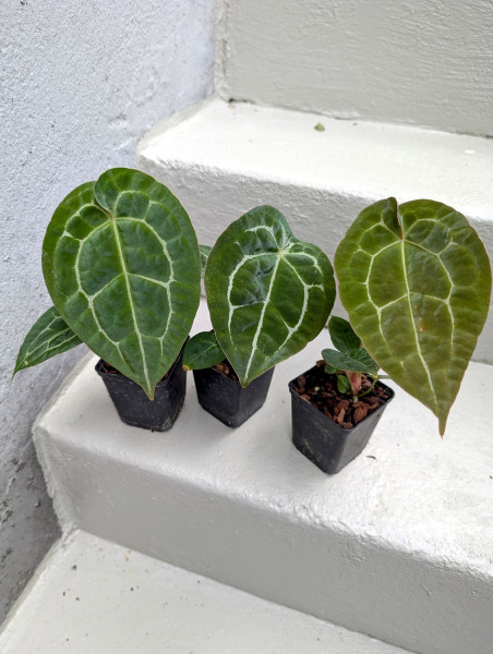 Anthurium Michelle x forgetii