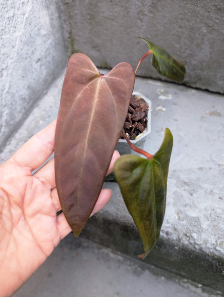 Anthurium Mr. Worldwide - Offset