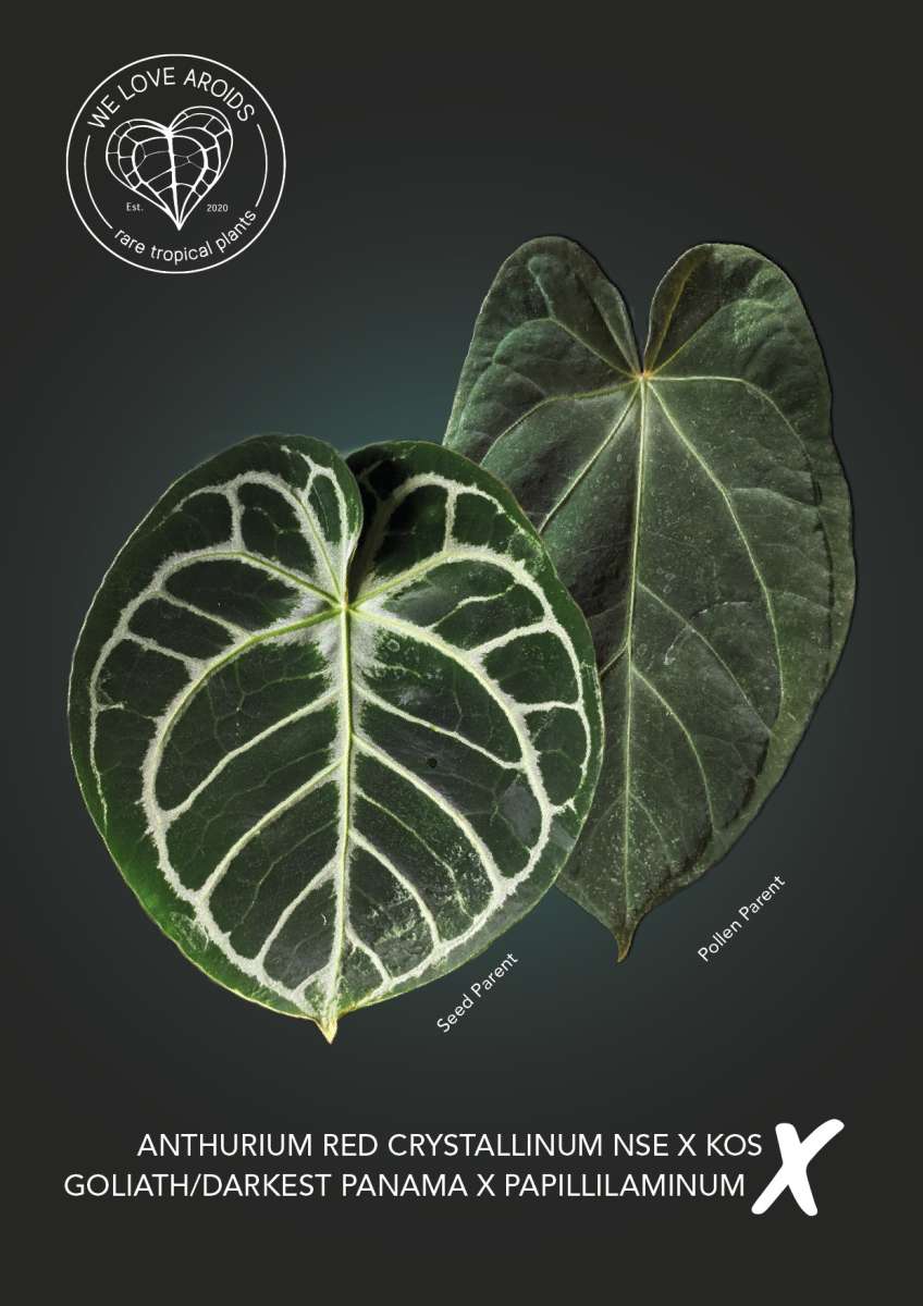 Anthurium (Red crystallinum NSE x KoS) x (Goliath/Darkest Panama x Anthurium (Red crystallinum NSE x KoS) x (Goliath/Darkest Panama x