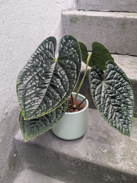 Anthurium luxurians - A