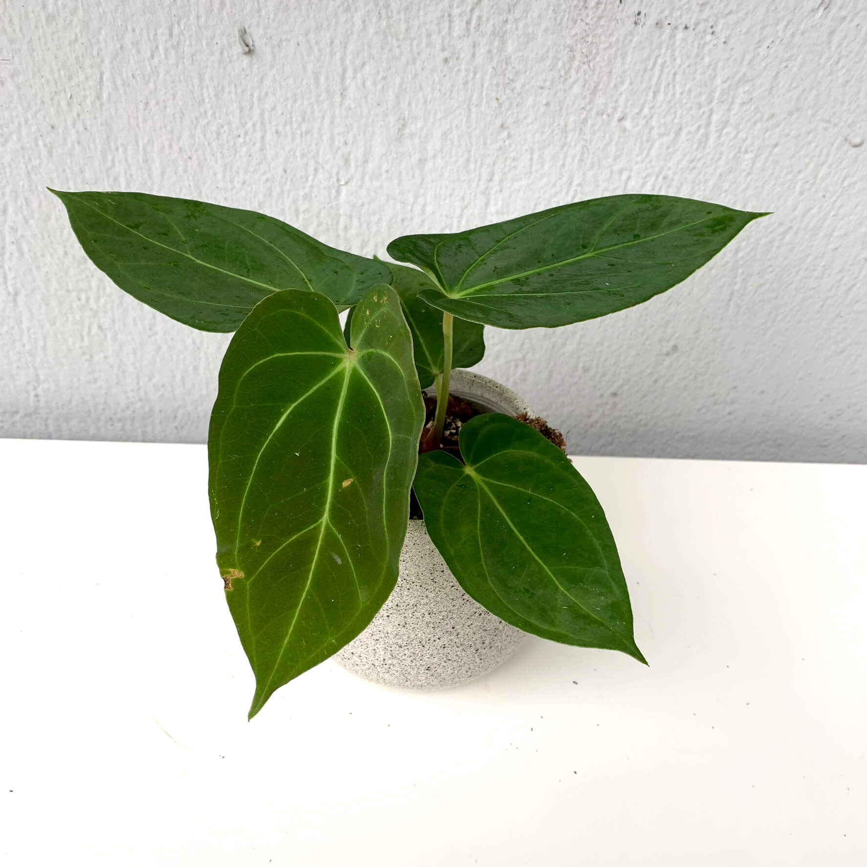 Anthurium papillilaminum X1 x King of Spades HU small Anthurium