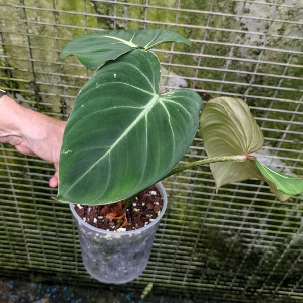 Philodendron gloriosum – small