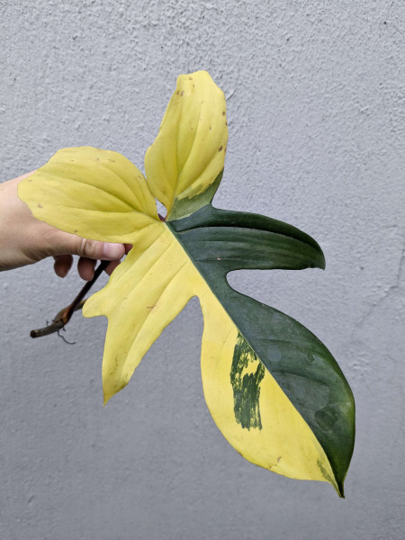 Philodendron Florida Beauty - Stem cutting - A