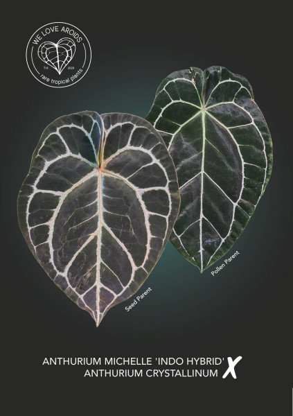 Anthurium Michelle Indo Hybrid x crystallinum