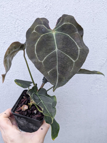 Anthurium forgetii silver dark x unknown - selected Seedling C