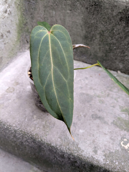 Anthurium Blue papillilaminum - A