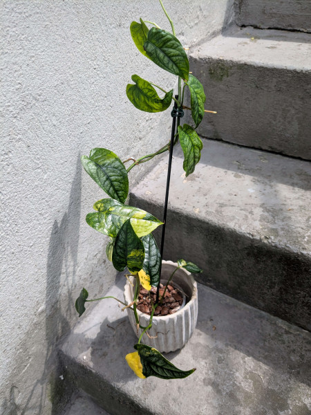 Monstera siltepecana variegata - E
