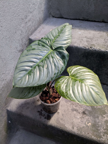Philodendron sodiroi
