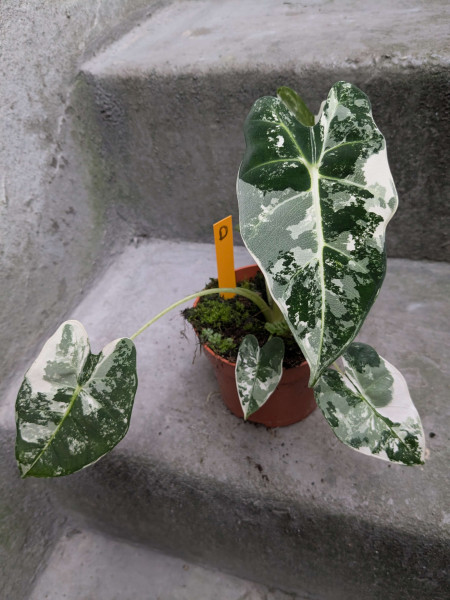Alocasia Frydek variegata small - D
