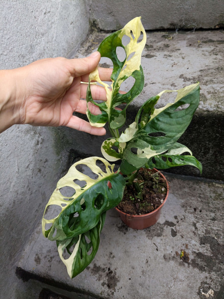 Monstera adansonii variegata - C