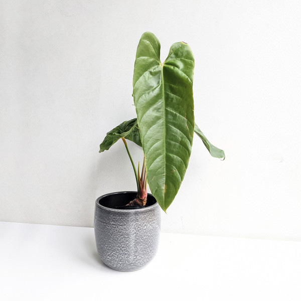 Anthurium recavum – large
