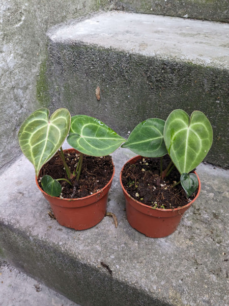 Anthurium clarinervium - Babyplant