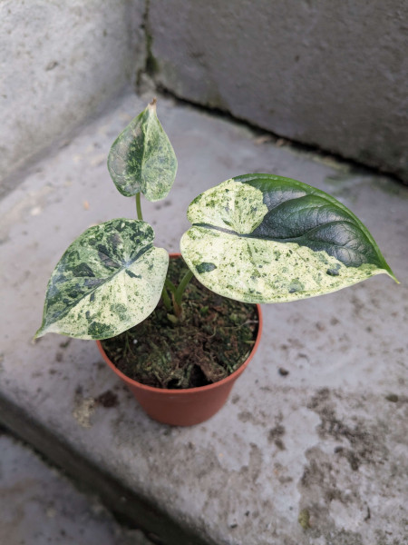 Alocasia Dragon Scale variegata - A
