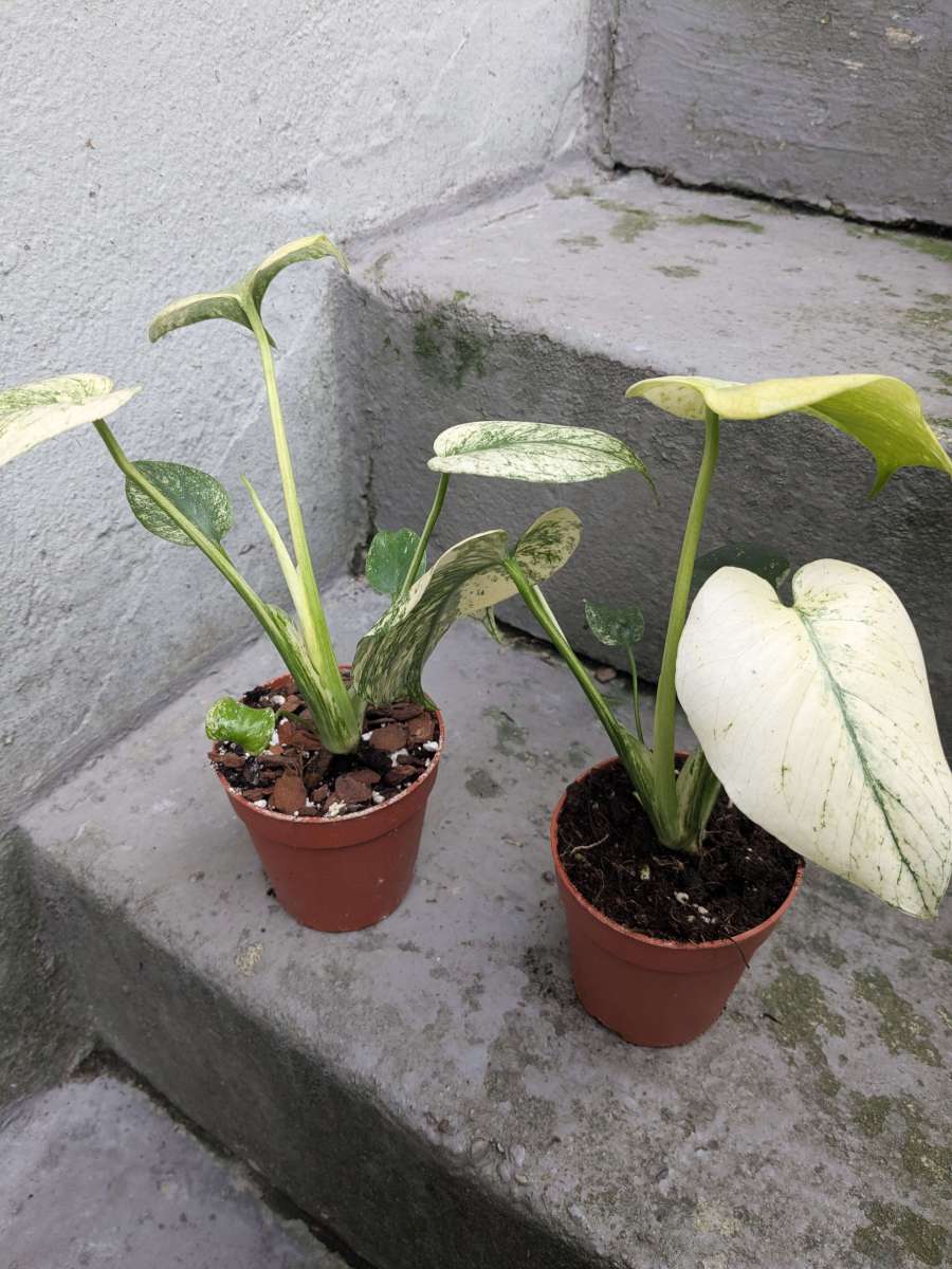 Monstera deliciosa mint variegata - small | Panaschierte Pflanzen |  Pflanzen | We Love Aroids