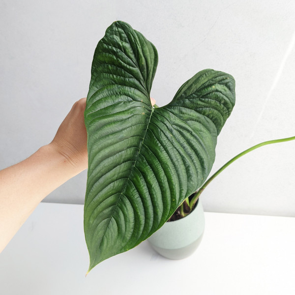 Philodendron furcatum – large