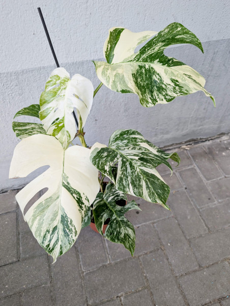 Monstera variegata - B