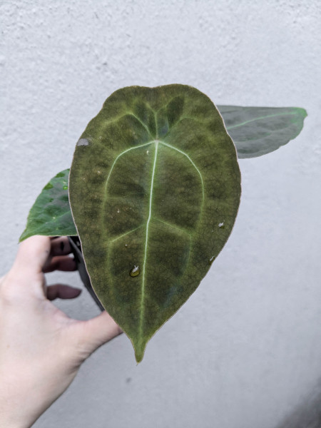 Anthurium forgetii x (papillilaminum x KoS) - selected Seedling A