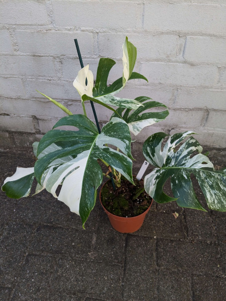 Monstera variegata - C