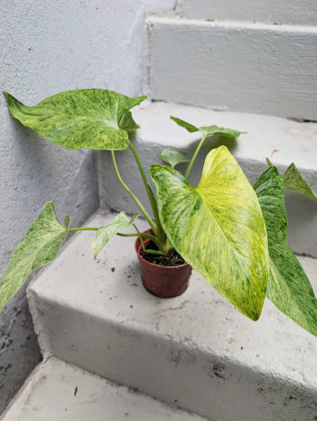Homalomena Sulcata Cream Frost