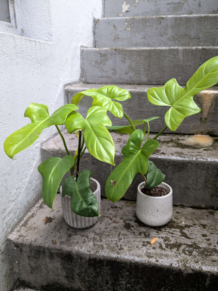 Philodendron bipennifolium aurea