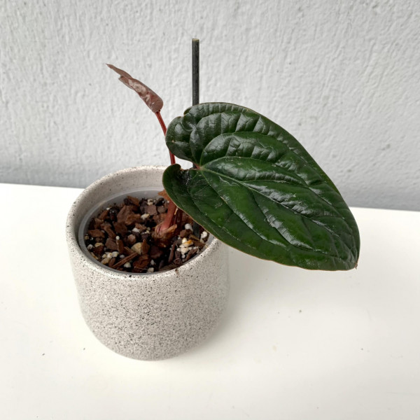 Anthurium radicans x luxurians small - B