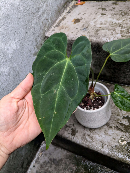 Anthurium papillilaminum legend x corduroy