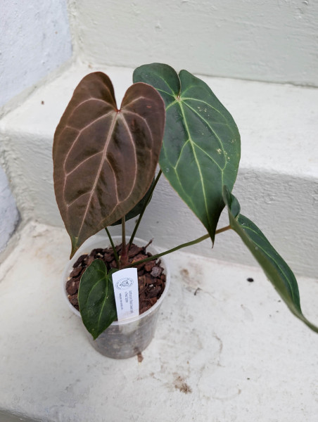 Anthurium Black Sweet self x Red Spider - B