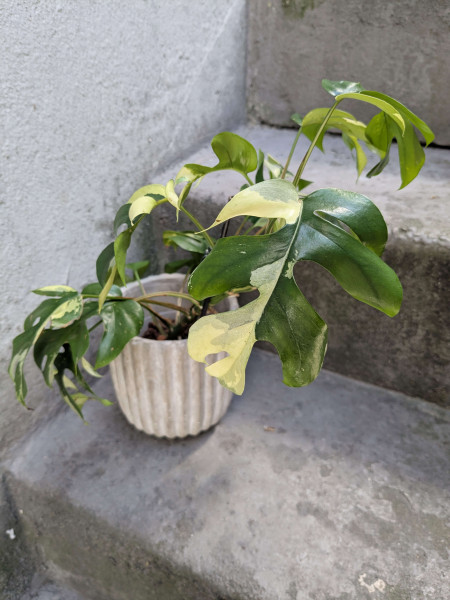 Rhaphidophora tetrasperma variegata