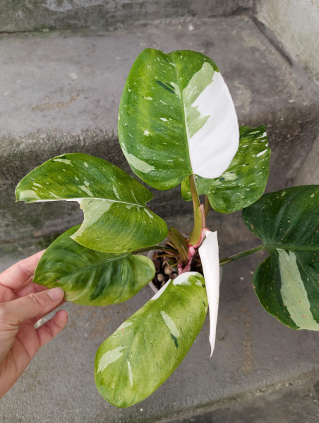 Philodendron White Princess Tricolor / Fresh Aurea - B