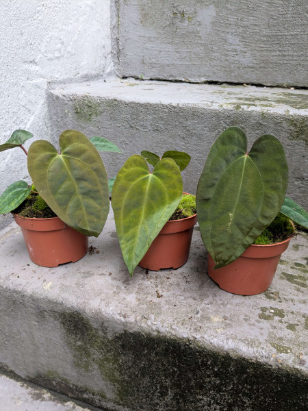 Anthurium Ace of Spades x papillilaminum