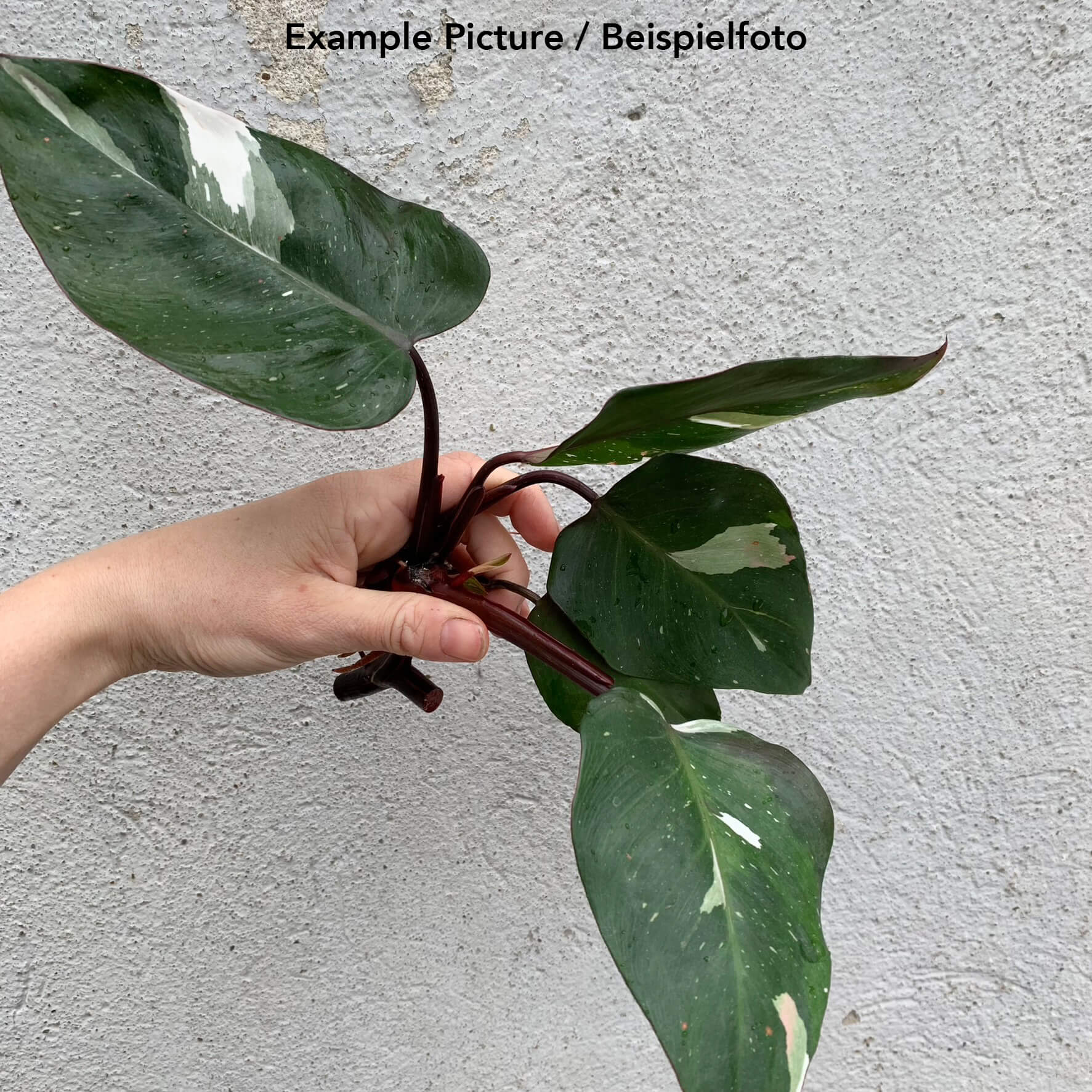 Philodendron Red Anderson variegata - stem cutting | Cuttings | Aroids