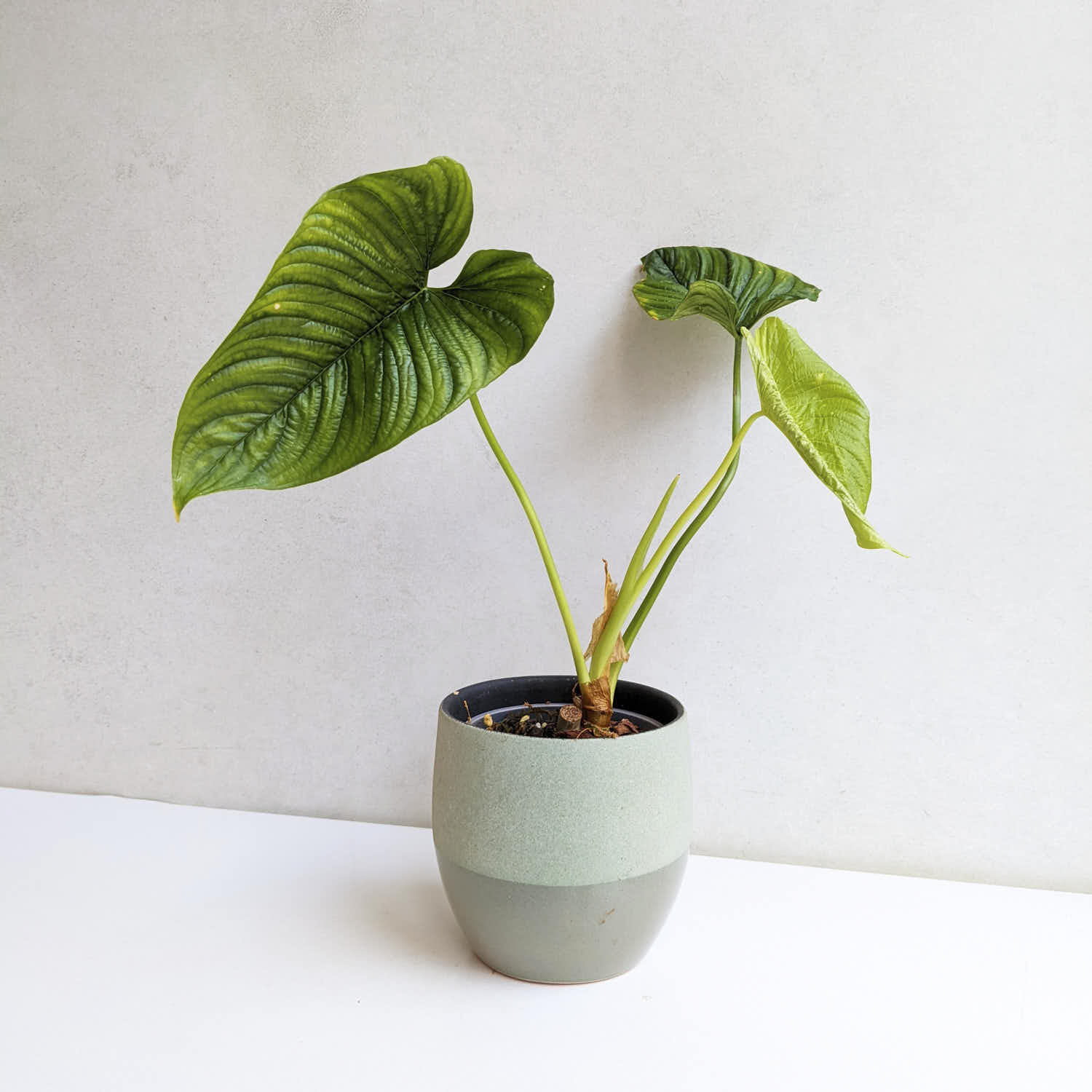 Philodendron furcatum | Philodendron | Plants | We Love Aroids