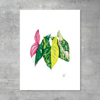 We love Aroids x JB Botanical Arts „SYNGONIUM TRIO“ 30x40cm - 150g fine art print
