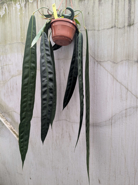 Anthurium wendlingeri XXL - F